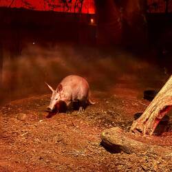 Aardvark