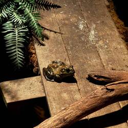 American Bullfrog
