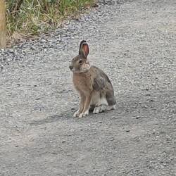 Der ist wenigstens nicht gleich weg gerannt 🐰
