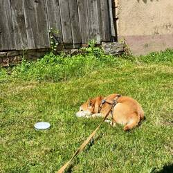 Mica genießt ein Sonnenbad
