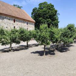 Yoko Ono Installation mit Apfelbäumen und Wunschzettel der Besucher