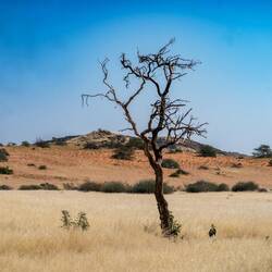 Graslandschaft mit rotem Namib Sand und Gras...