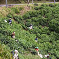 Die Feldarbeiter leisten eine wahnsinnig harte Arbeit. 🙏