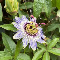 Bluecrown passionflower
