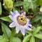 Bluecrown passionflower