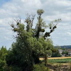 Those clumps are actually mistletoe It’s a parasitic plant that attaches to host trees