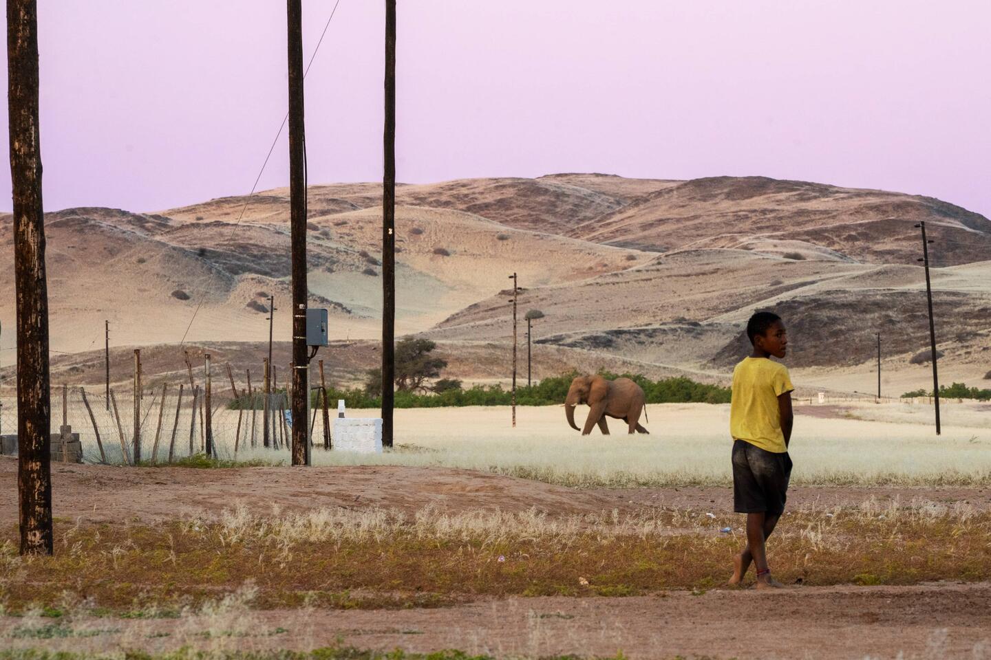 Elefants are coming