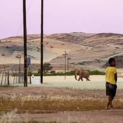 Elefants are coming