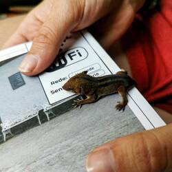 Auf dem Rückweg finden wir mitten auf der Strasse ein Dreistreifen-Spitzmausbeutelrattenbaby