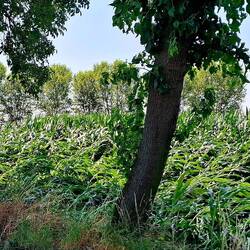 De storm van vannacht heeft hier lelijk huis gehouden.