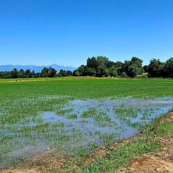 Een boer pompt met zijn tractor zoveel water in het rijstveld tot het helemaal onder water staat.