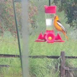 He can't figure our how to get the nectar!
