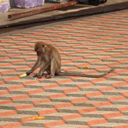 Der Affe hat jemandem ein Eis geklaut. 🫣