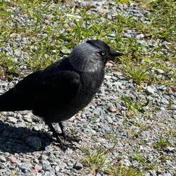 Wir haben Besuch einer Dohle