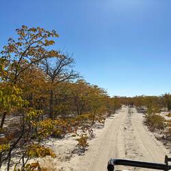 Mopane sehen aus wie Buchen; erkennbare Unterschied ist die Blattform: Schmetterlingsform (Mopane)