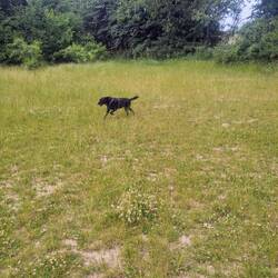 Chewie hat Spaß im Hundewald
