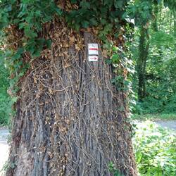 Auf der Suche nach einem Trailhead treffe ich zunächst auf den Odenwald-Vogesen Weitwanderweg