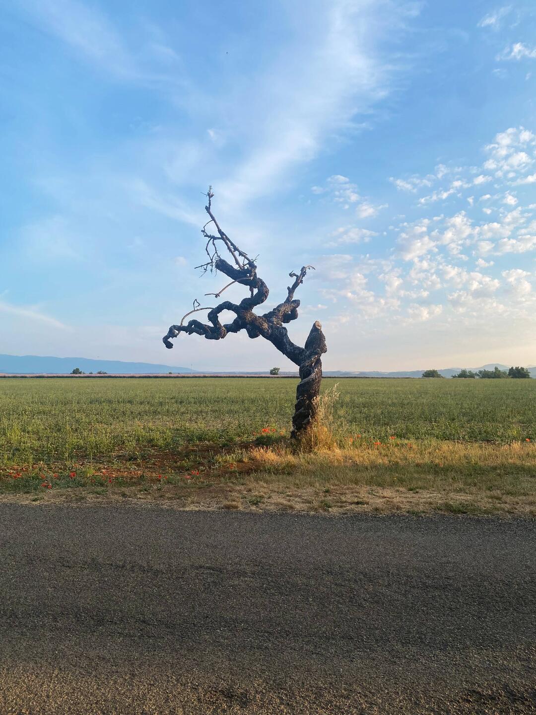 Beim kurzen Morgenspaziergang begrüsst mich dieser Baum.