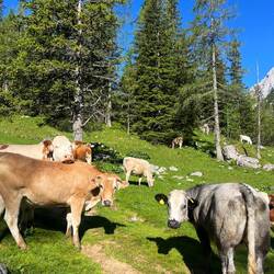 ..Wanderer sollte man die Gruppe natürlich niemals aus den Augen verlieren 🐮💥