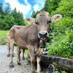 ..ihre liebsten BewohnerInnen 🐮