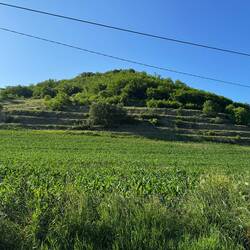 Gabi hält das für verlassene Weinberge ?