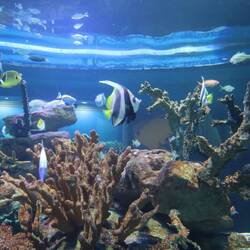 Außerdem ist das Two Oceans Aquarium...