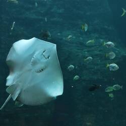 ...mit Rochen und Haien...