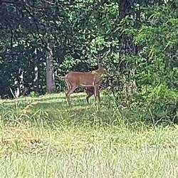 ... einlage (Schotterpiste) auf der plötzlich das aus dem Gebüsch schaut.