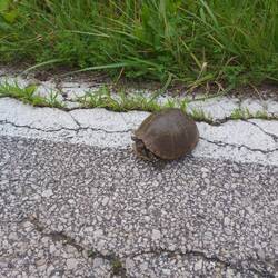 Davon hab ich zwei unterwegs von der Straße gerettet.