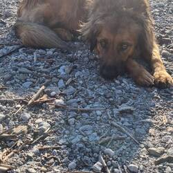 Uli musste ins Wasser - Bajou nicht !!!