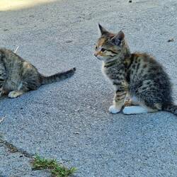 Der aktuelle Katzennachwuchs vom Hof