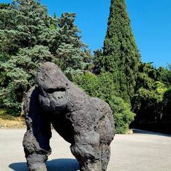 Ein Silberrücken vor ... und einer hinter der Kamera!😂