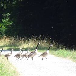 Im Gänsemarsch über den Rheinauenweg