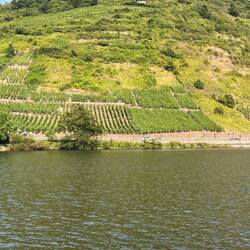 Kurz vor Alken/ Kattenes: Reben und ehemalige Lagen, aufgegeben, manuelle Bearbeitung zu teuer