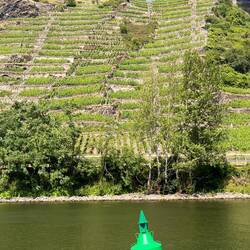 Terassenweinbau an den Mosel-Steilufern über ca. 20 (!) Ebenen