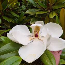 Riesige Porzellanblume