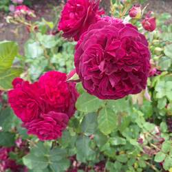 Riesige duftende Rosen