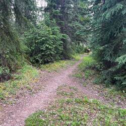Gefahr im Anmarsch❗️🆘️ leider sieht man das Kalb auf dem Foto nicht
