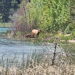 Baden im Patricia Lake 🦌