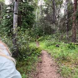 Verfolgungsjagd 🚶‍♂️🚶‍♀️🦌