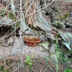 Pilz, der geblieben ist. wo er wächst