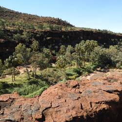 From the top looking down on the palms