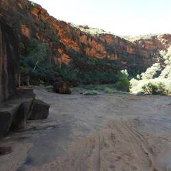 Lots of Cycads .. a bit hard to see