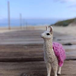 Mini-Kurt 🦙 mal wieder am Strand 😄