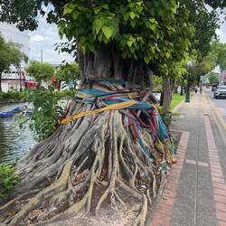 A tree along the eastern moat. The scarves honor the spirits that inhabit the tree.