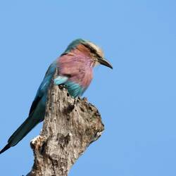Lilac-breasted Roller