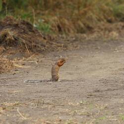 Unstriped Ground Squirrel