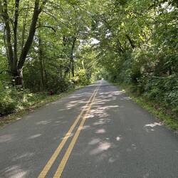 Shady vista on our island drive