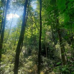 Along the 6km trail walk we did to the waterfall.