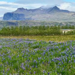 Lupines help prevent erosion